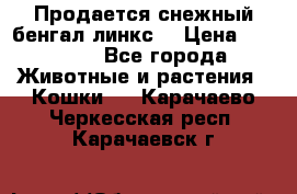 Продается снежный бенгал(линкс) › Цена ­ 25 000 - Все города Животные и растения » Кошки   . Карачаево-Черкесская респ.,Карачаевск г.